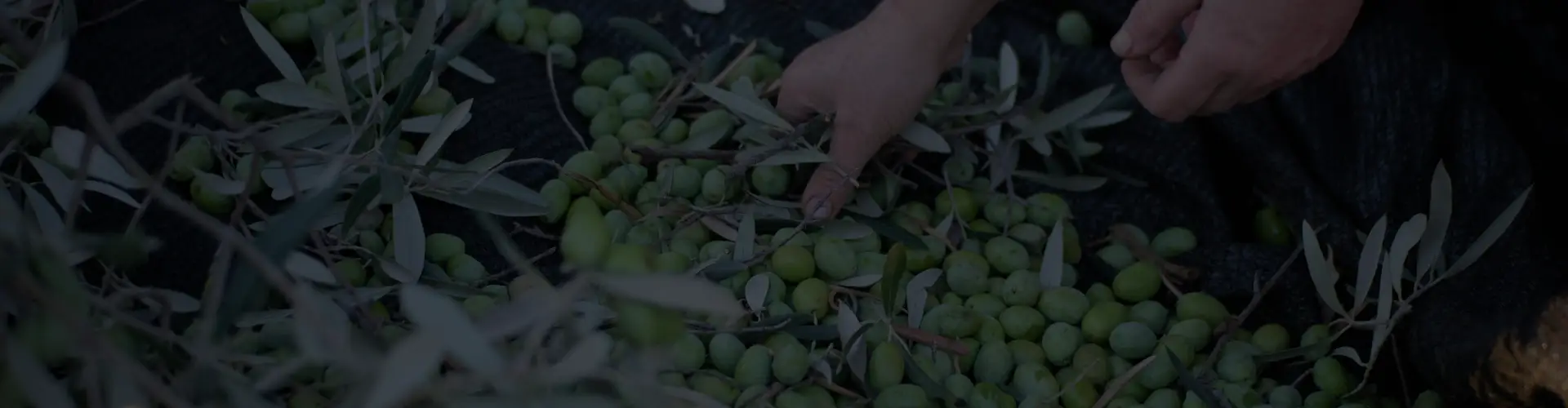 Olives gathering