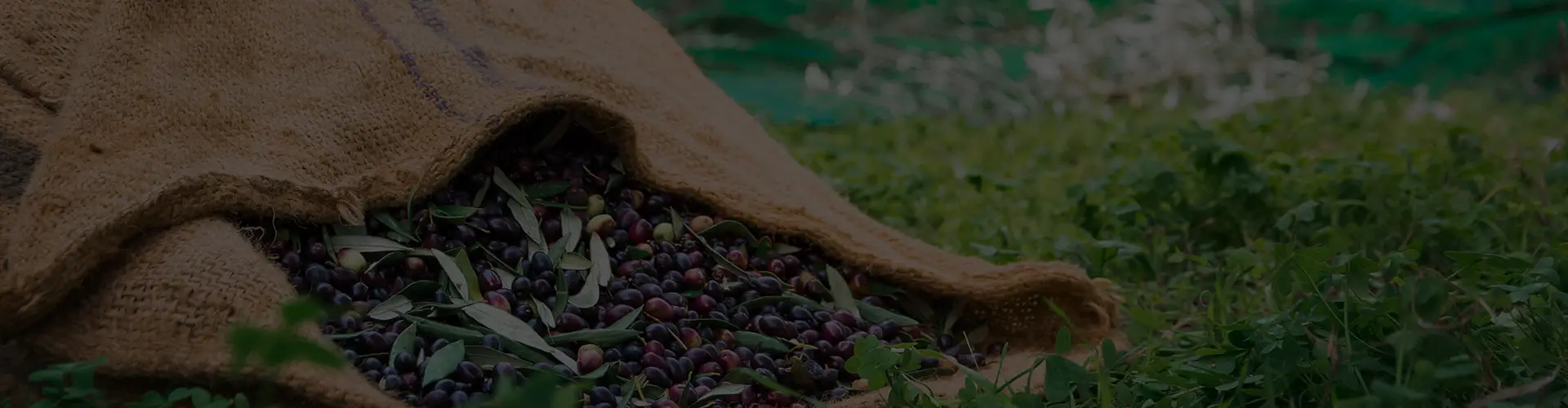 Mimi’s farm cover image